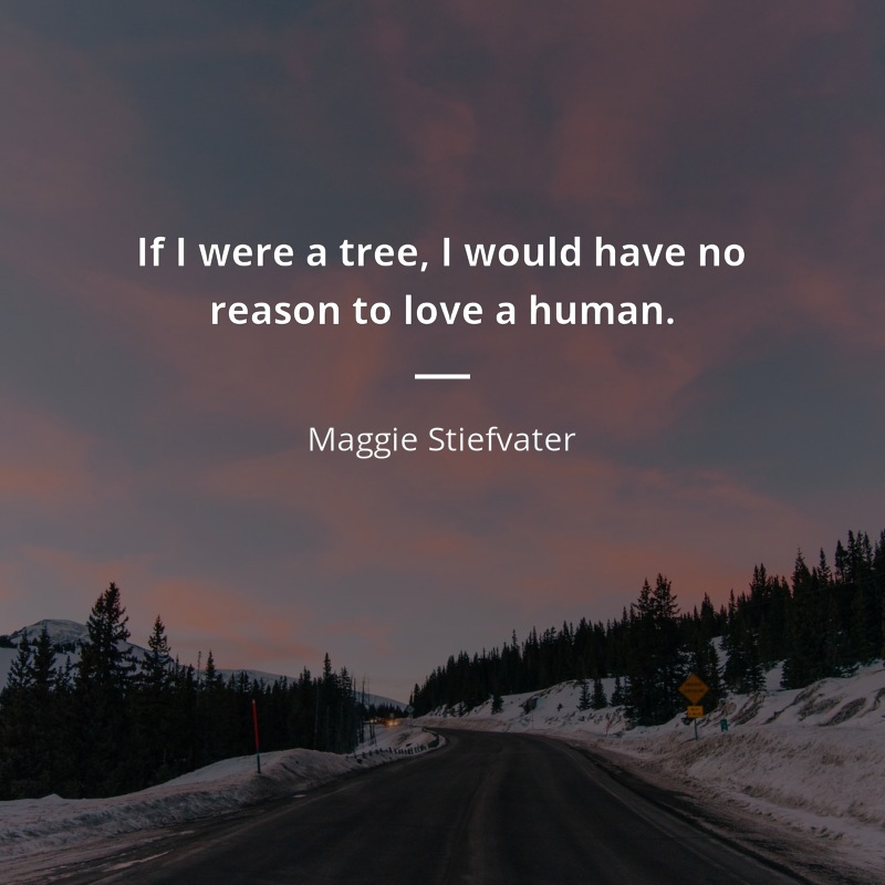 Maggie Stiefvater citation: “If I were a tree, I would have no reason to love a human.”