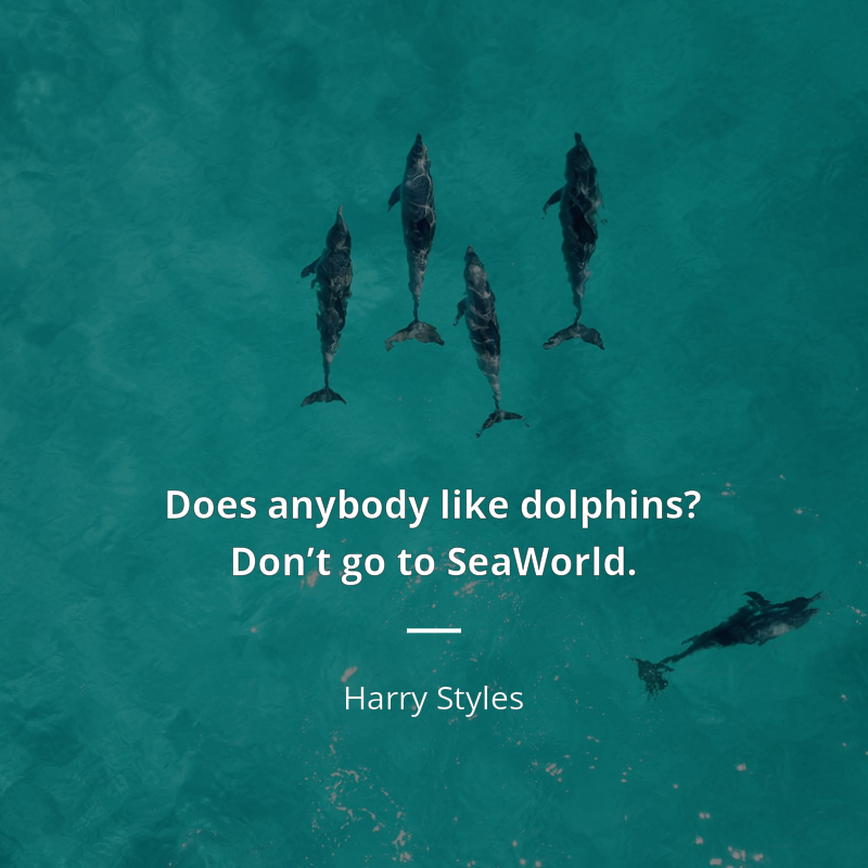 Harry Styles citation: “Does anybody like dolphins? Don’t go to SeaWorld.”